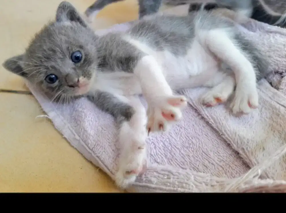 Jual Kucing Persia