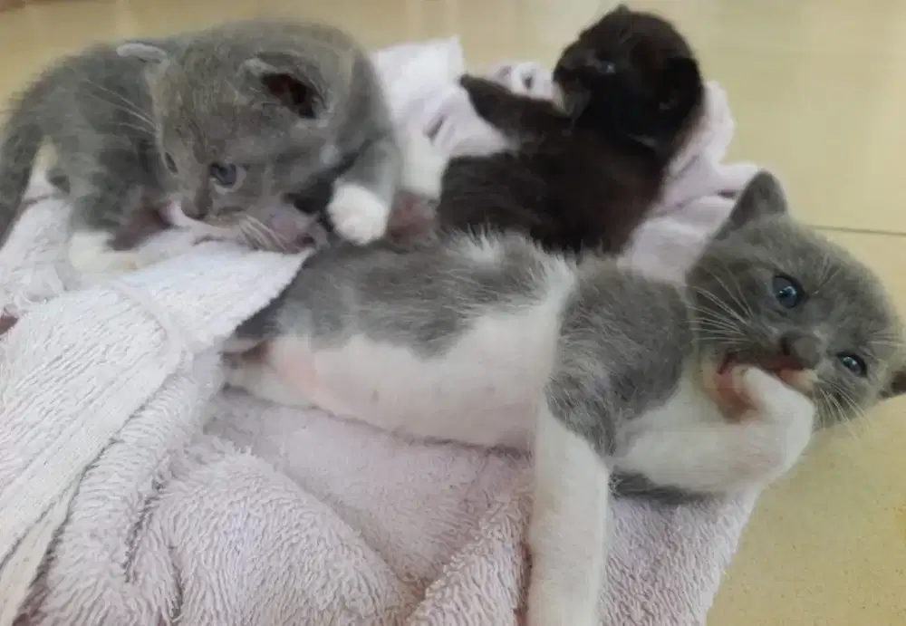 Jual Kucing Persia