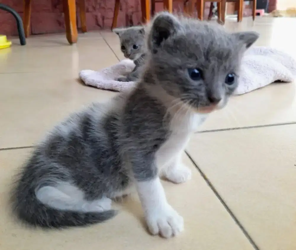Jual Kucing Persia