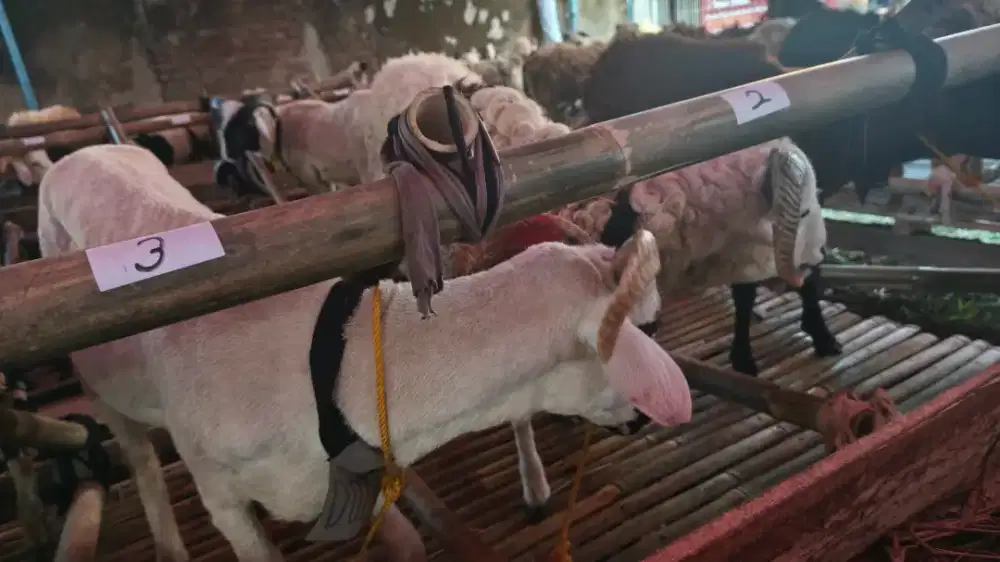 Domba Qurban Diskon Sekarang Gratis Antar