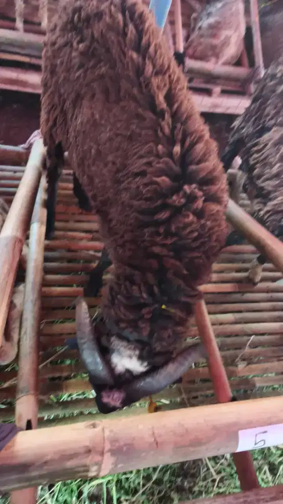 Kambing Domba Qurban Murah Bisa COD