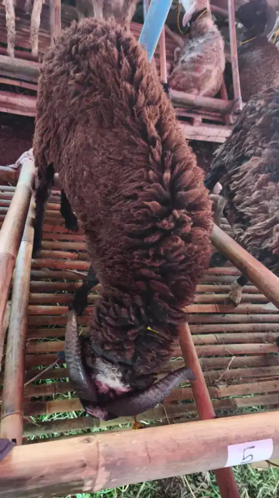 Domba Jantan Siap Qurban Harga Terjangkau