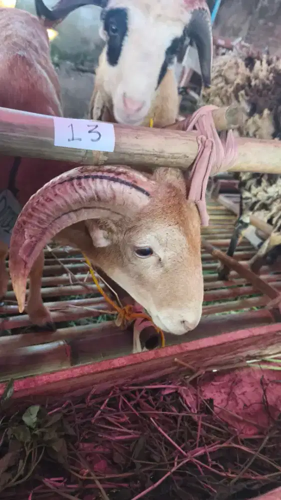 Domba Garut Jumbo Cocok Qurban dan Aqiqah