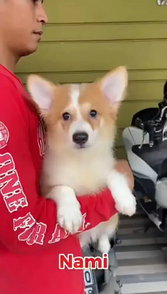 Corgi sable shorthair betina •NAMI•