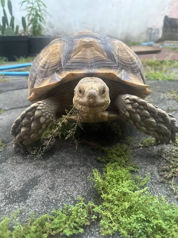 Jual Kura-Kura Sulcata Betina Nego