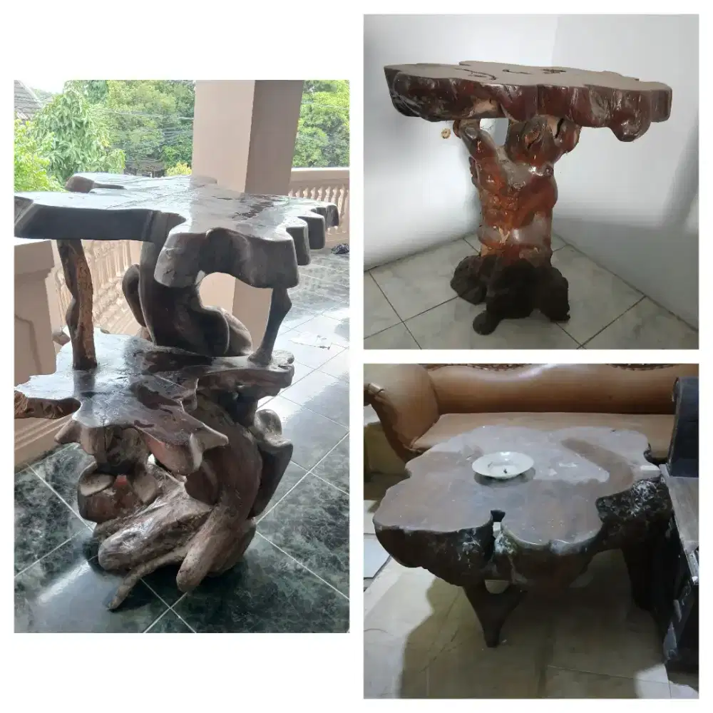 Rak Jati Akar BonggoL