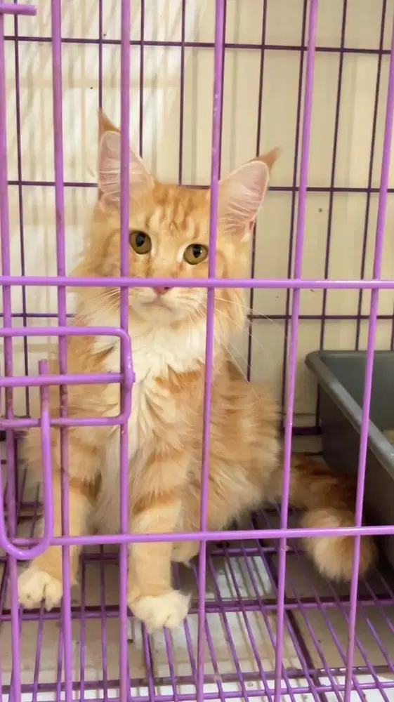 Mainecoon hamil besar