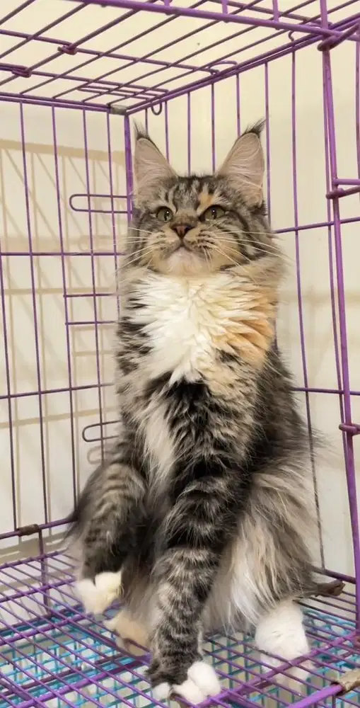 Betina mainecoon