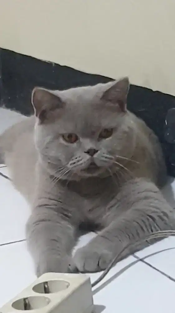 British shorthair