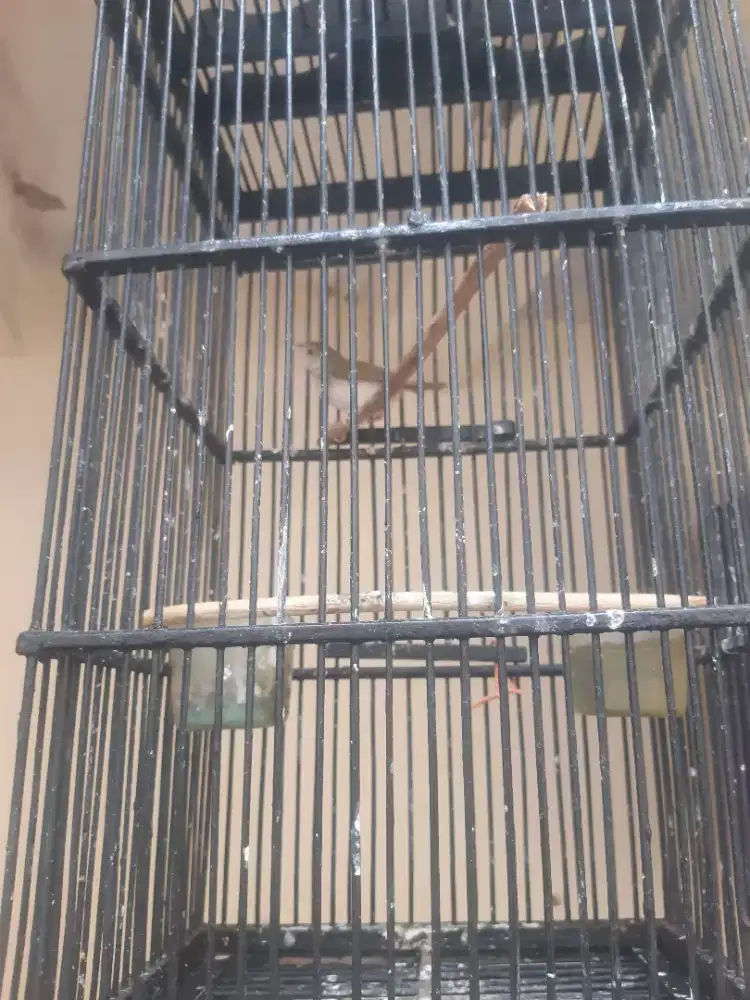 Burung prijak lumut dari lolohan gacor