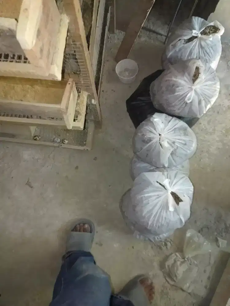 pupuk kandang kotoran puyuah