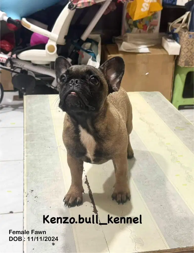 Jual anjing Frenchie Bulldoog