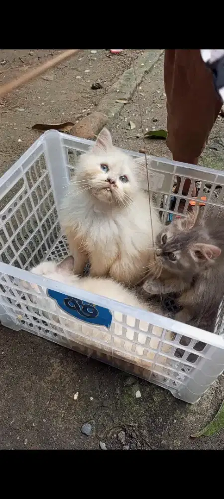 Kucing Himalaya 2 ekor abu 1 ekor
