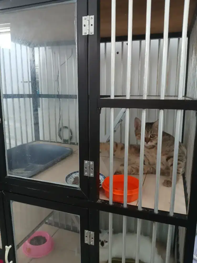 Kucing bsh betina warna tabby