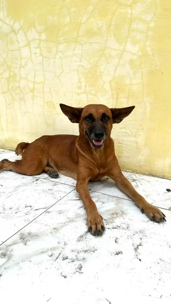 Anjing betina indukan