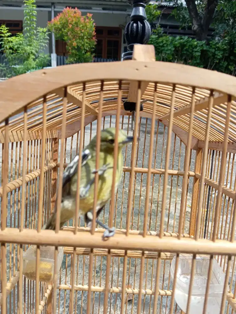 Burung Cipau gacor