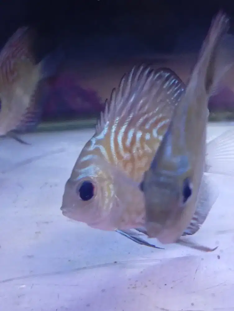 Discus Turquoese