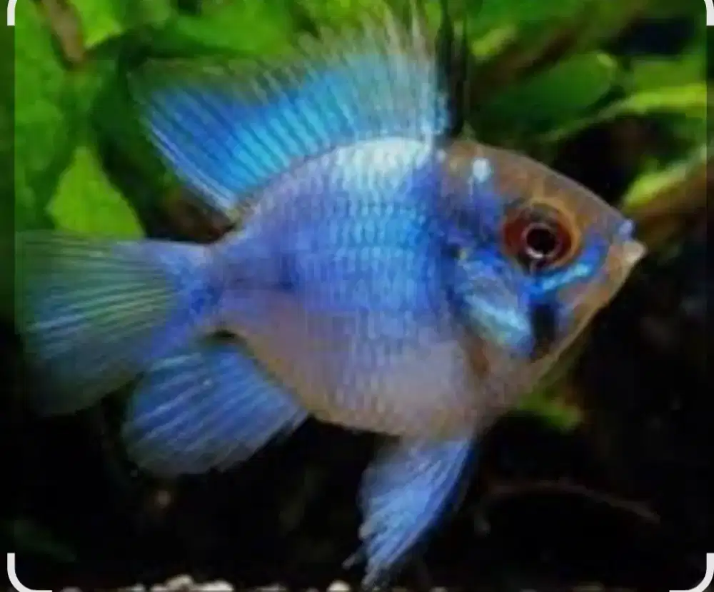 Ikan ramirezi blu elektrik ballon