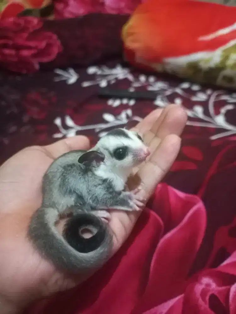 Sugar Glider Wf
