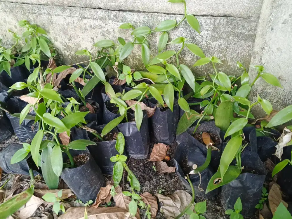 Bibit vanili planifolia