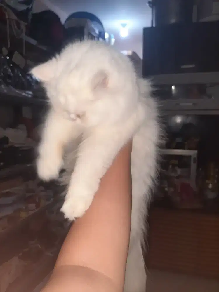 Jual kucing muchkin flatnose
