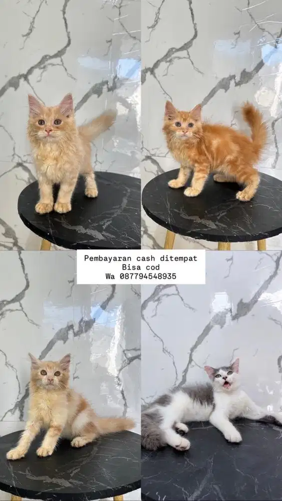 Kucing persiannn bisa cod