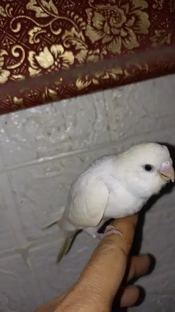 Parkit jinak banget