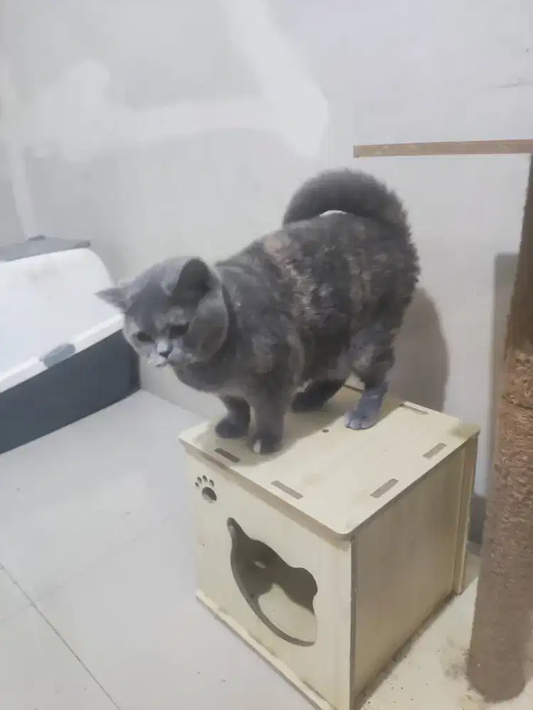 Kucing British Shorthair Betina Indukan BSH Pedigree Ped WCF