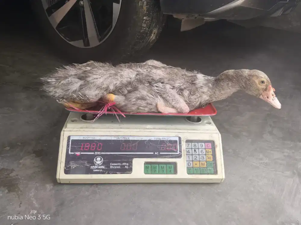 Entok Ukuran 1.8Kg