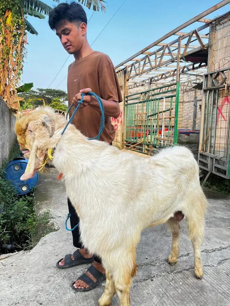 Kambing kelas super