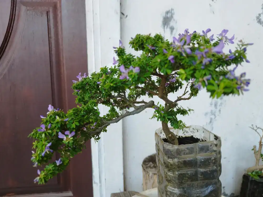 Bonsai Saengsimbur Super Mikro Thailand