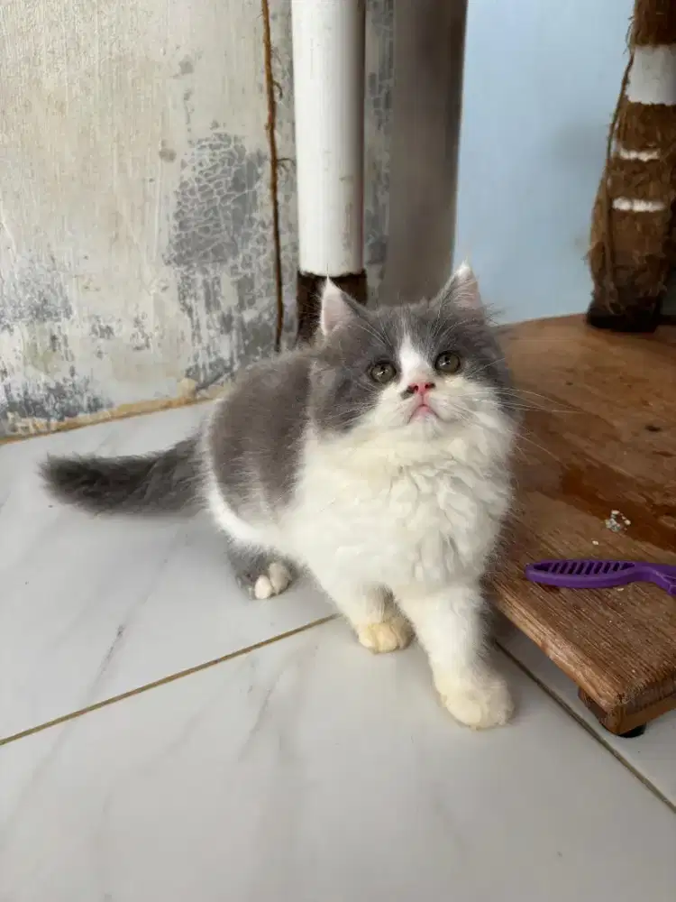 Kitten flatnose
