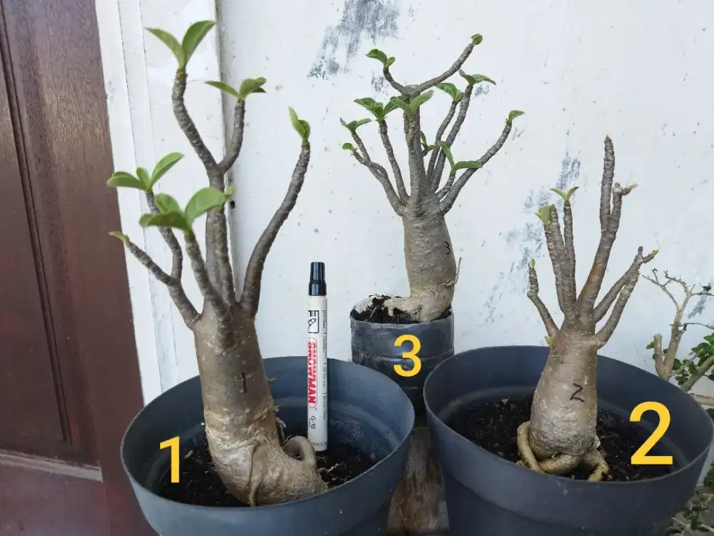 Adenium Arabicum Thaisocotranum RCN