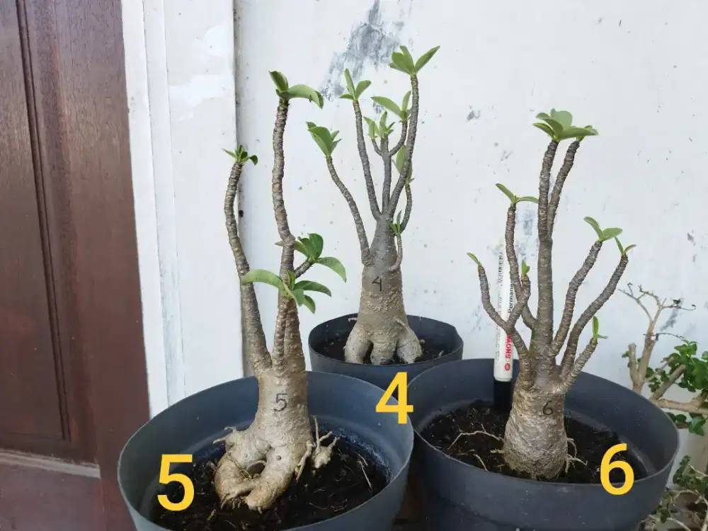 Adenium Arabicum Thaisocotranum RCN