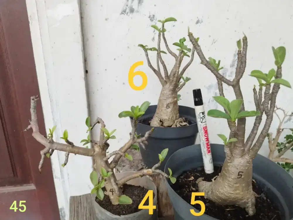 Adenium Arabicum Thaisocotranum RCN