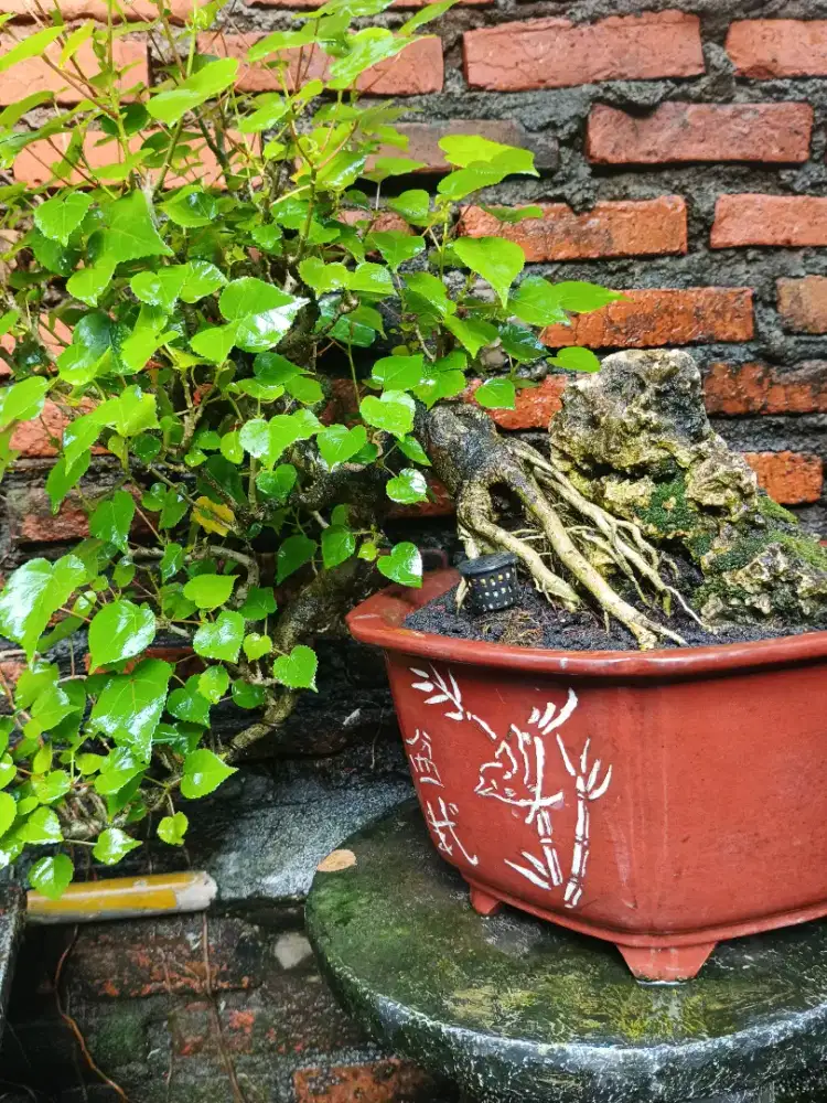 Bonsai waru style cascade