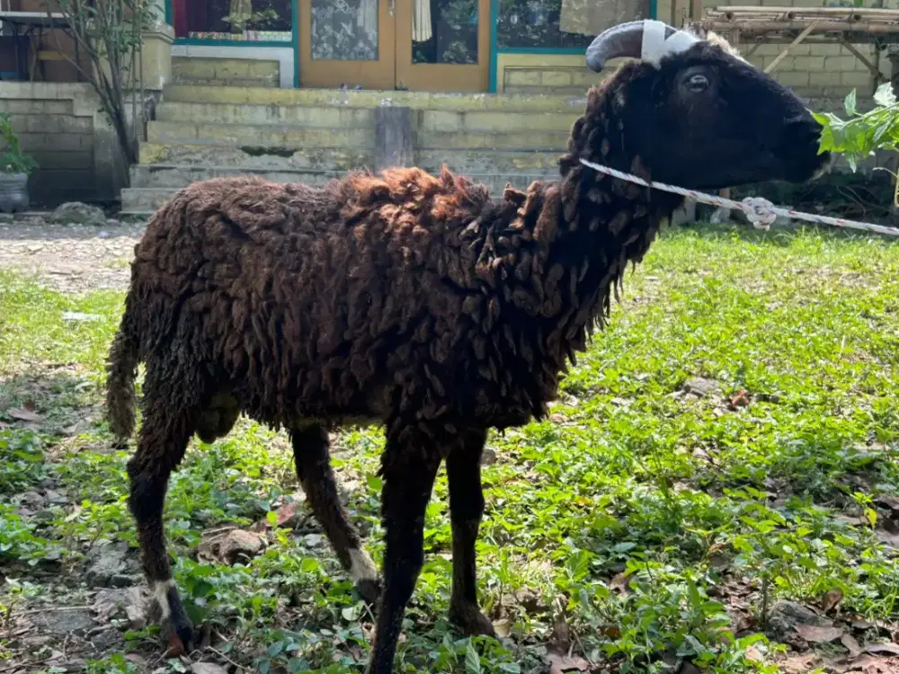 HEWAN QURBAN DOMBA BERKUALITAS SEHAT MURAH