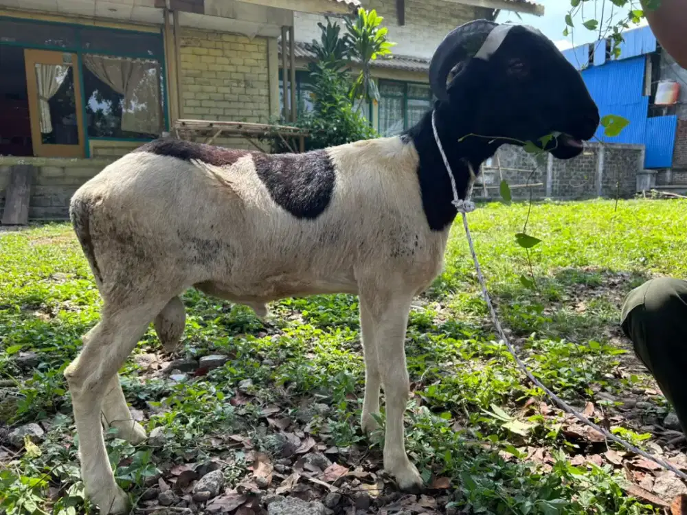DOMBA GARUT HEWAN UNTUK QURBAN AQIQAH MURAH SEHAT