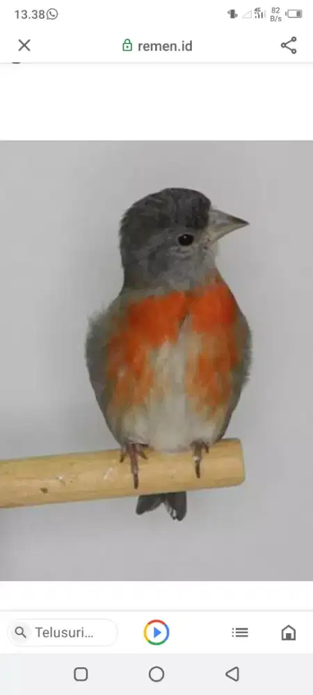 Red siskin betina dewasa