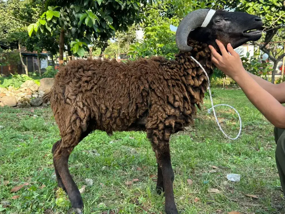 HEWAN QURBAN DOMBA GARUT MURAH GRATIS PERAWATAN DAN PENGIRIMAN