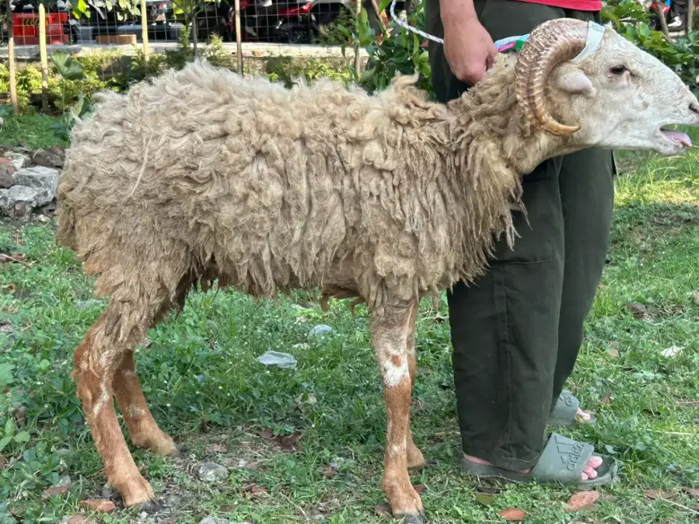 DOMBA QURBAN SEHAT BERSYARI'AT MURAH BERKUALITAS GRATIS PENGIRIMAN
