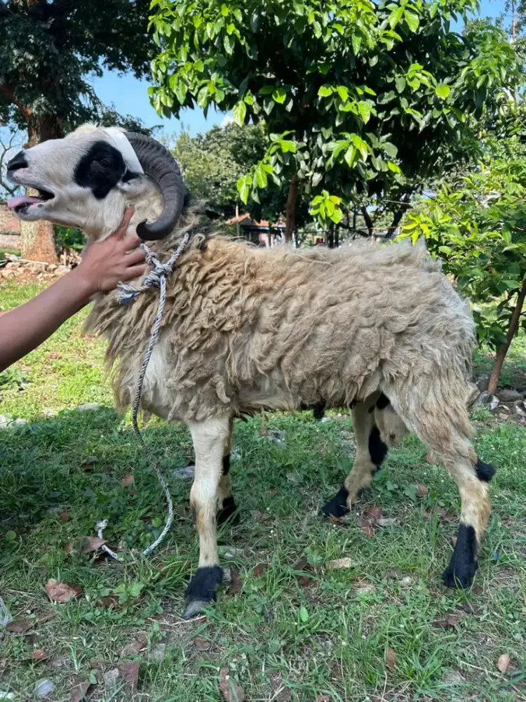 DOMBA HEWAN QURBAN PAKET QURBAN DOMBA SIAP SEMBELIH