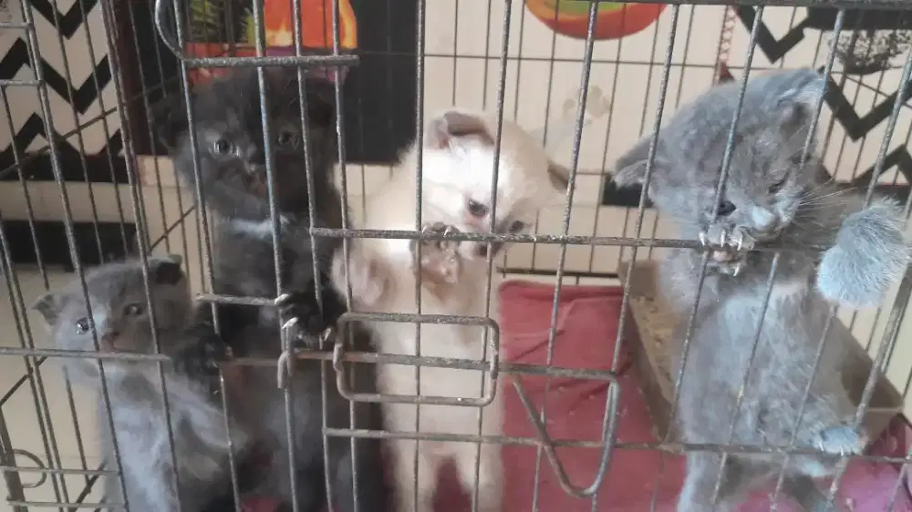 Kitten BSH Scotisfold