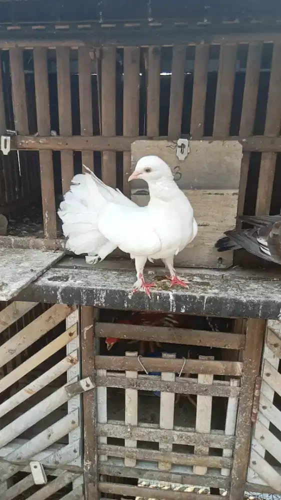 Merpati kipas cewe