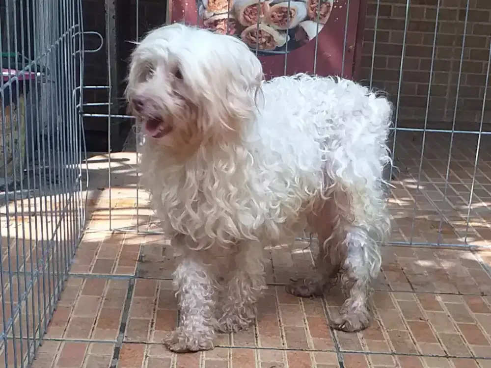 Maltipo (maltese mix Poodle)