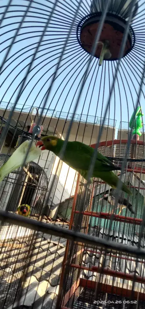 Perkici Pantai Sepasang