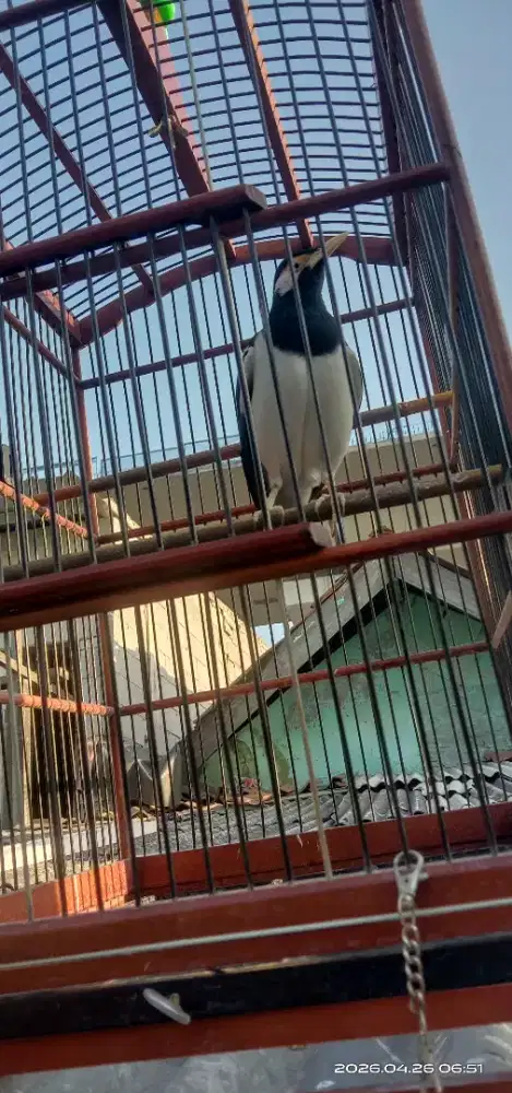 Jalak Suren Gacor