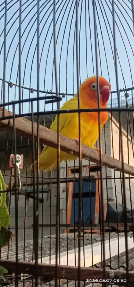 Lovebird Betina Lutino