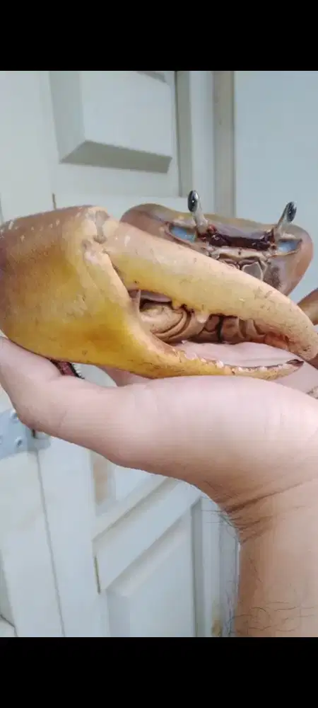 Kepiting Cardisoma / ikan / kura kura