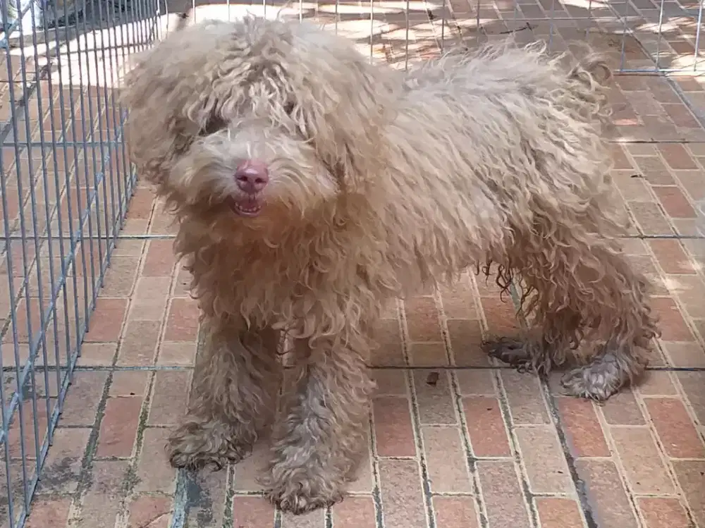 Maltipo(Maltese mix Poodle) jantan anakan usia 4 bulan
